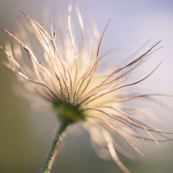 Close-up of flowering plant