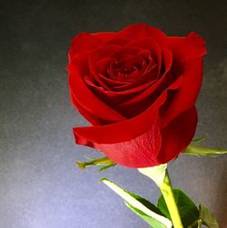 Close-up of red rose