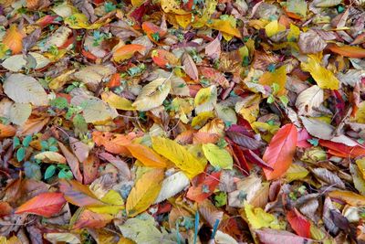 Full frame shot of autumn leaves