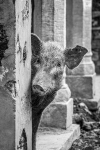 Mono pig peeping out from behind wall