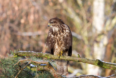 Buzzard sitting in winter in pine tree with remnants of snow on branches