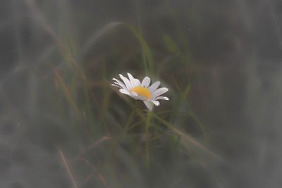 Close-up of white flower blooming outdoors