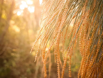 Close-up of plants growing outdoors