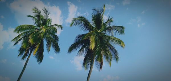 Low angle view of palm tree against sky