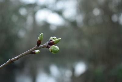 Close-up of berries growing on tree