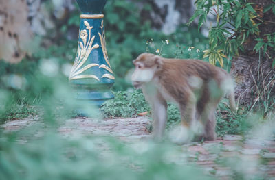 Monkey in a forest