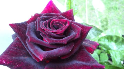 Close-up of wet red rose