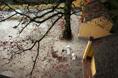 Low angle view of cherry blossom tree