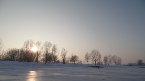 Bare trees on snow field against clear sky