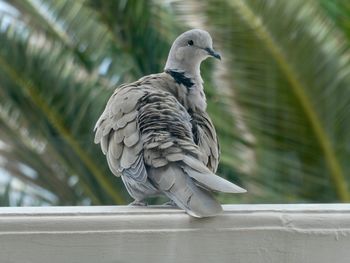 Close-up of pigeon perching on railing