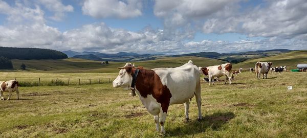 domestic animals