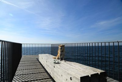 Portrait of dog against sky