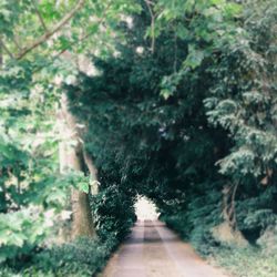 Footpath in forest