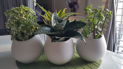 Close-up of potted plants on table at home