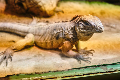 Close-up of iguana