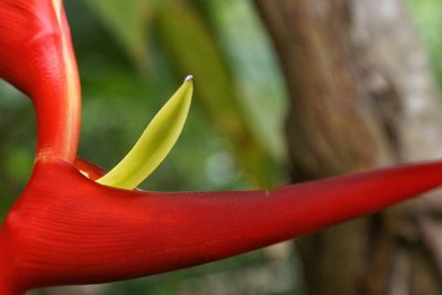 Close up of red flowers