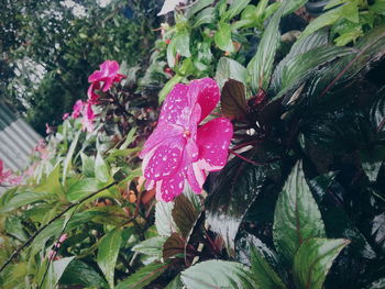 Close-up of pink flower growing on tree