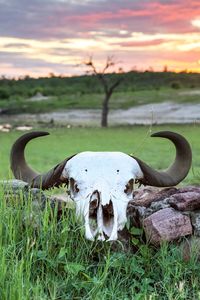 View of animal skull on field during sunset