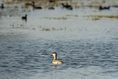 Swan swimming in lake