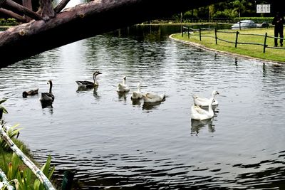 Ducks swimming in lake