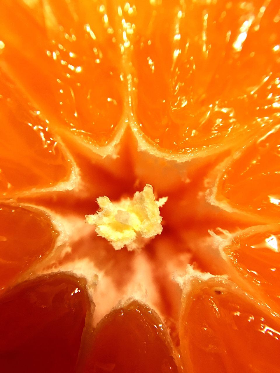 full frame, freshness, backgrounds, yellow, close-up, orange color, drop, red, detail, water, extreme close-up, wet, vibrant color, macro, indoors, selective focus, fragility, extreme close up, no people, petal