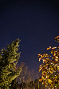 Low angle view of trees against sky at night