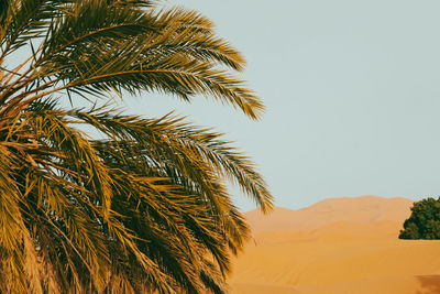 Sahara desert of morocco as we know morocco is kingdom of lights. 