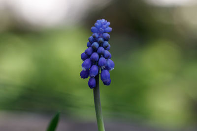 Close-up of purple flowering plant