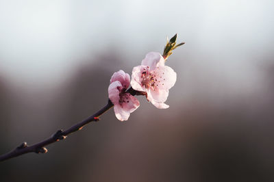 Close-up of flowers