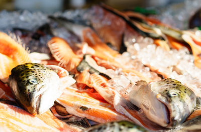 Close-up of fish at jessie taylor seafood market