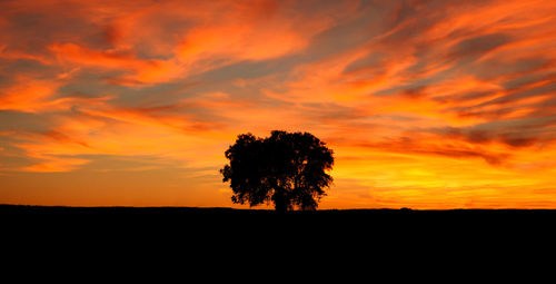 Silhouette tree on field against orange sky