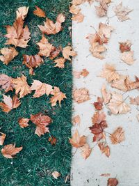 High angle view of dry maple leaves on grass and footpath