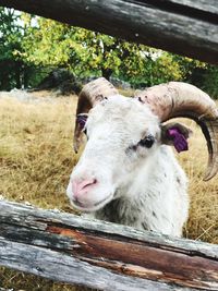 Close-up of sheep in pen