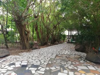 Footpath amidst trees in park