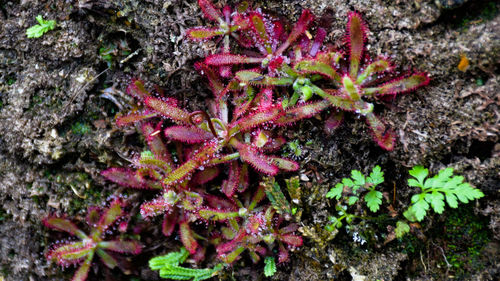 Close-up of pink flowers