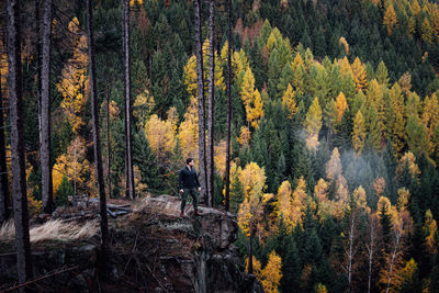 Pine trees in forest during autumn