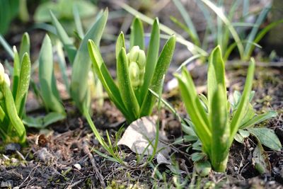 Close-up of crocus on field