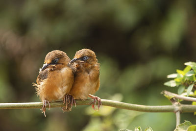 Close-up of birds perching on branch