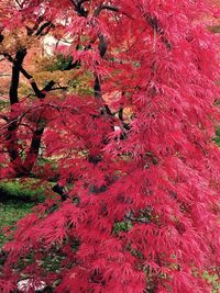 Close-up view of red leaves