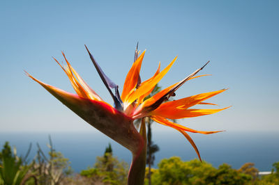 Close-up of flowers