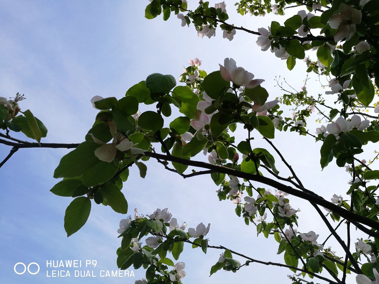 CLOSE-UP OF TREE AGAINST SKY