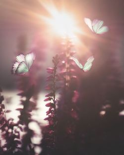 Close-up of flowering plant against sun