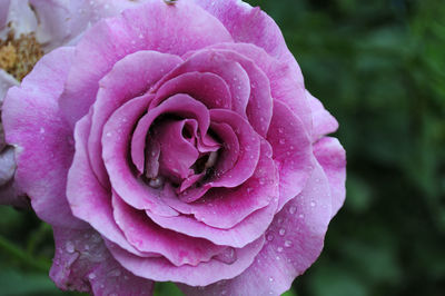 Close-up of wet pink rose blooming outdoors