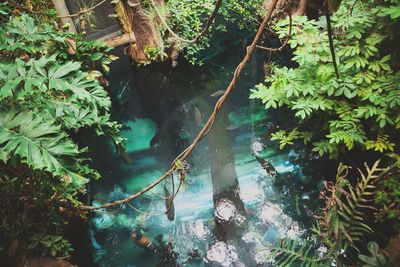 Reflection of trees in water