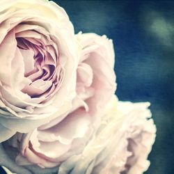 Close-up of rose