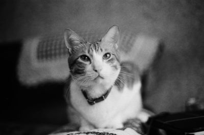 Close-up portrait of cat