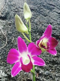 High angle view of pink crocus flower