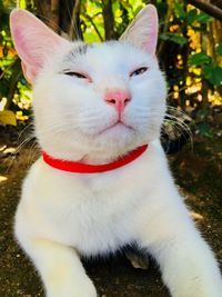 Portrait of white cat