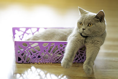 Close-up of a cat on table