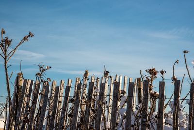 Low angle view of trees against sky